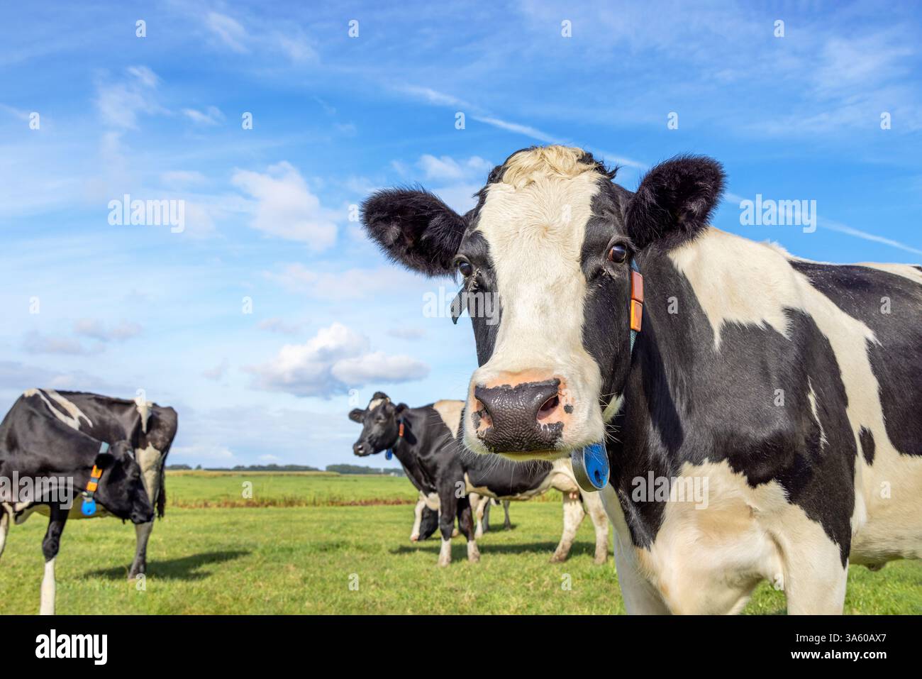 Milchkühe am rechten Rand, entgegenkommend neugierig, nähert sich auf einem Feld mit mehr Kühen, schwarz-weiß und blauem Himmel Stockfoto