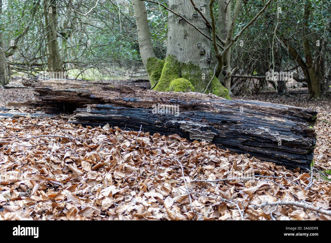Ein Baum liegt verrottend auf einem Waldboden Stockfoto