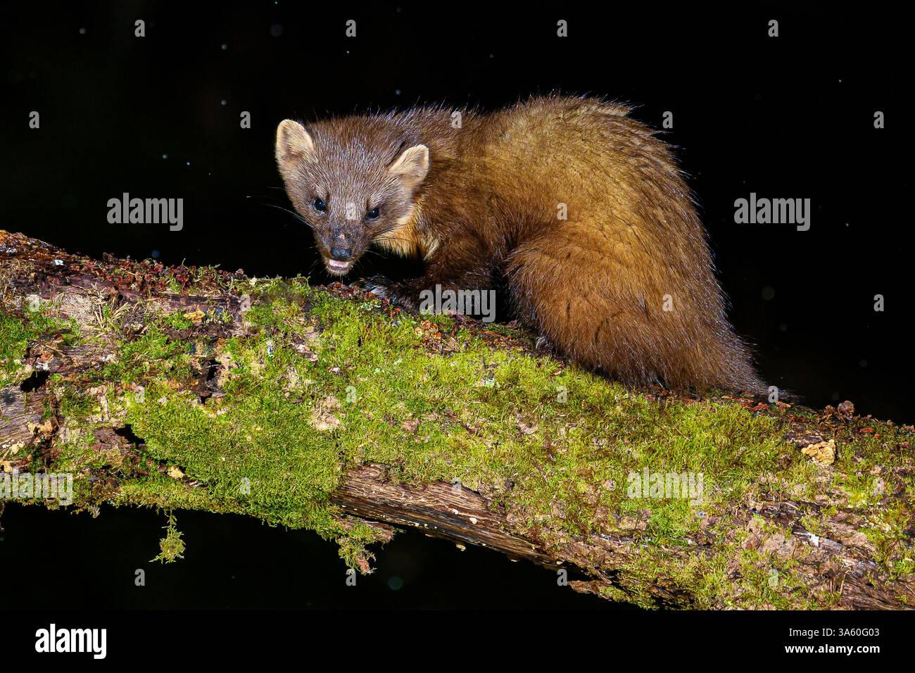 Walisischer Kiefernmarder im Dyfi-Wald Stockfoto