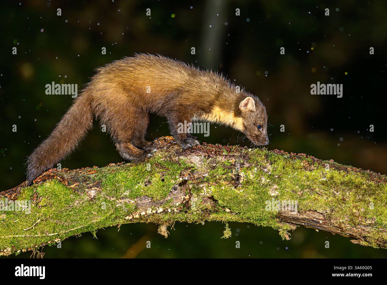 Walisischer Kiefernmarder im Dyfi-Wald Stockfoto
