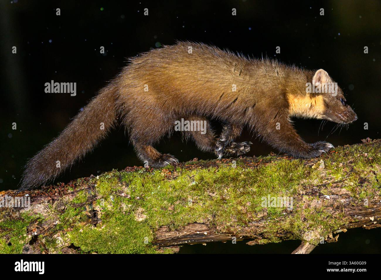 Walisischer Kiefernmarder im Dyfi-Wald Stockfoto