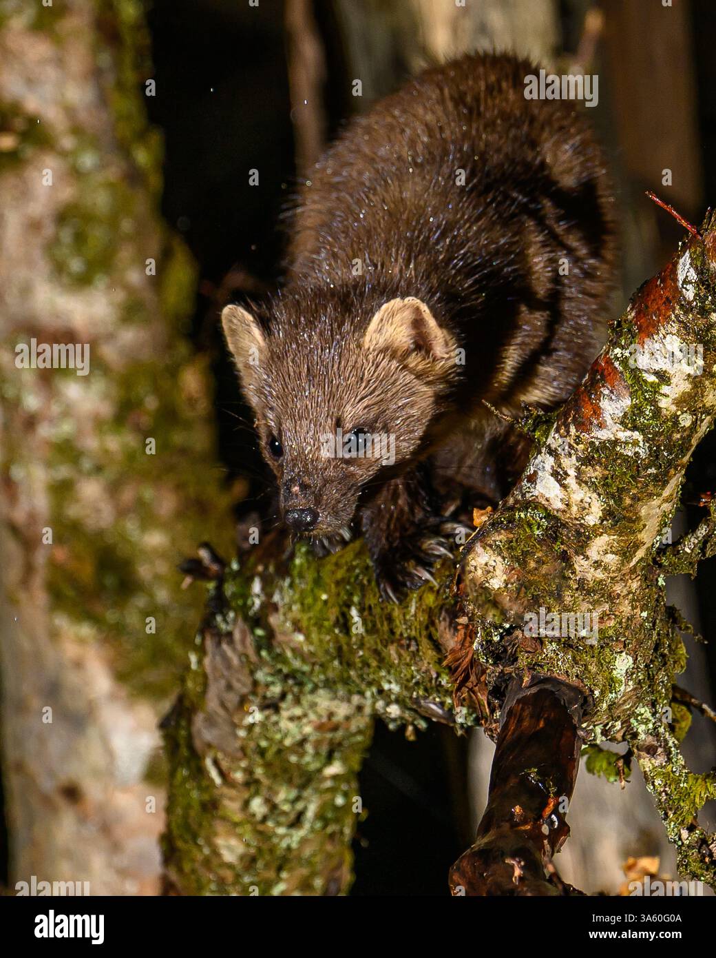 Walisischer Kiefernmarder im Dyfi-Wald Stockfoto