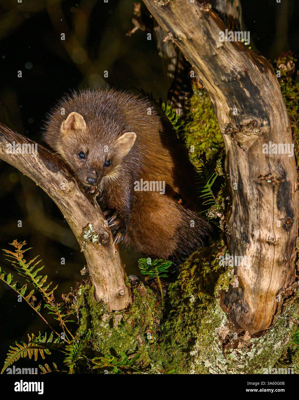 Walisischer Kiefernmarder im Dyfi-Wald Stockfoto