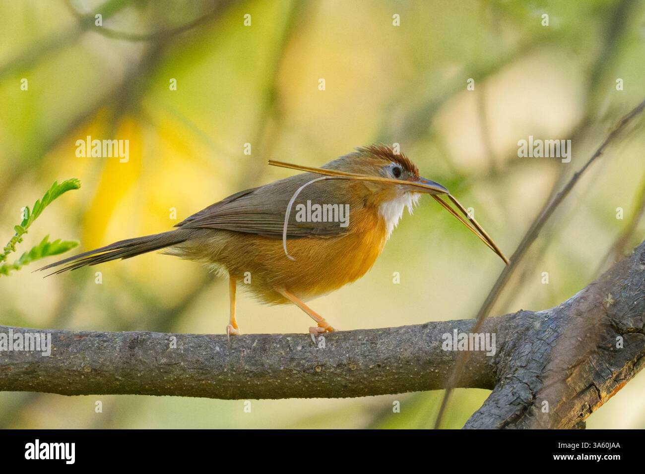 Tawny-bauchiger Babbler (Dumetia hyperythra) mit Nestmaterial Stockfoto