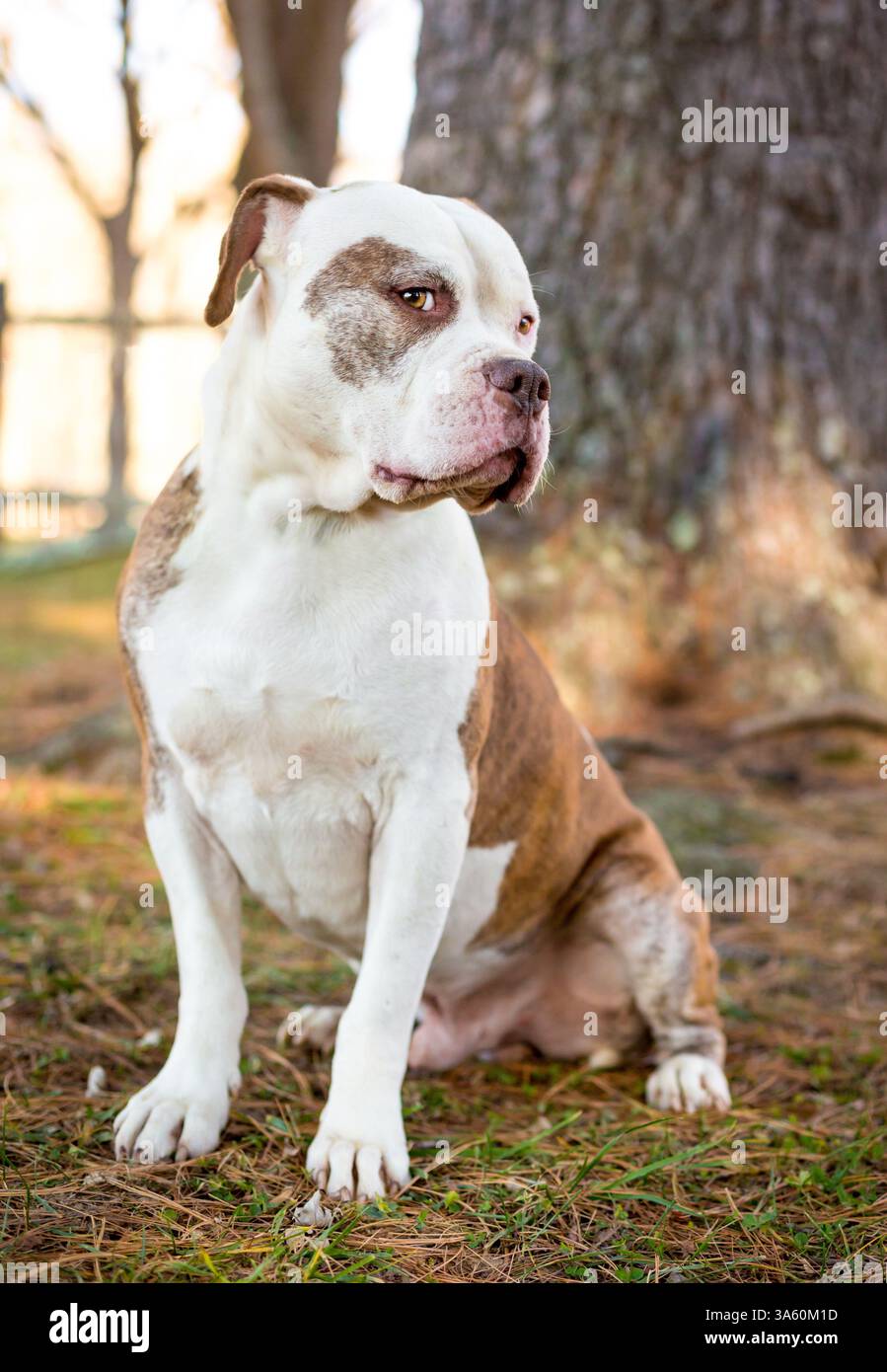 Ein amerikanischer Bulldog x Pit Bull Terrier Mischlingshund, der seitlich aussieht und nervös wirkt Stockfoto