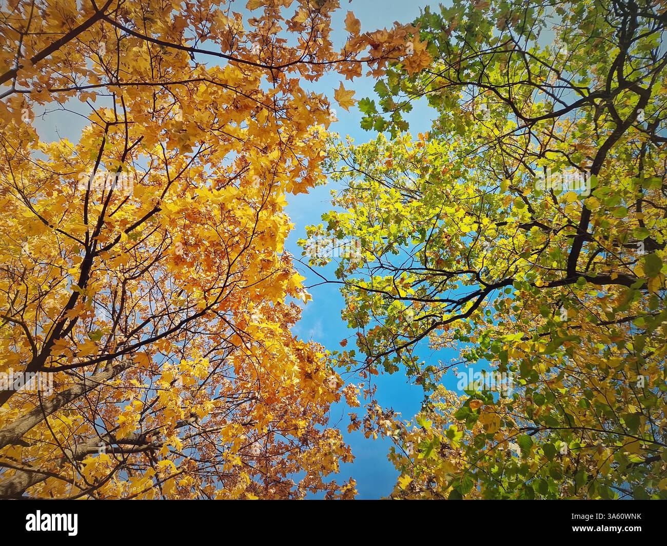 Blick unter mehrfarbigen Ahorn-, Eichen- und Lindenbäumen. Herbstlaub mit verschiedenen Farben, grün, gelb und orange - Smartphone-aufgenommenes Stockfoto