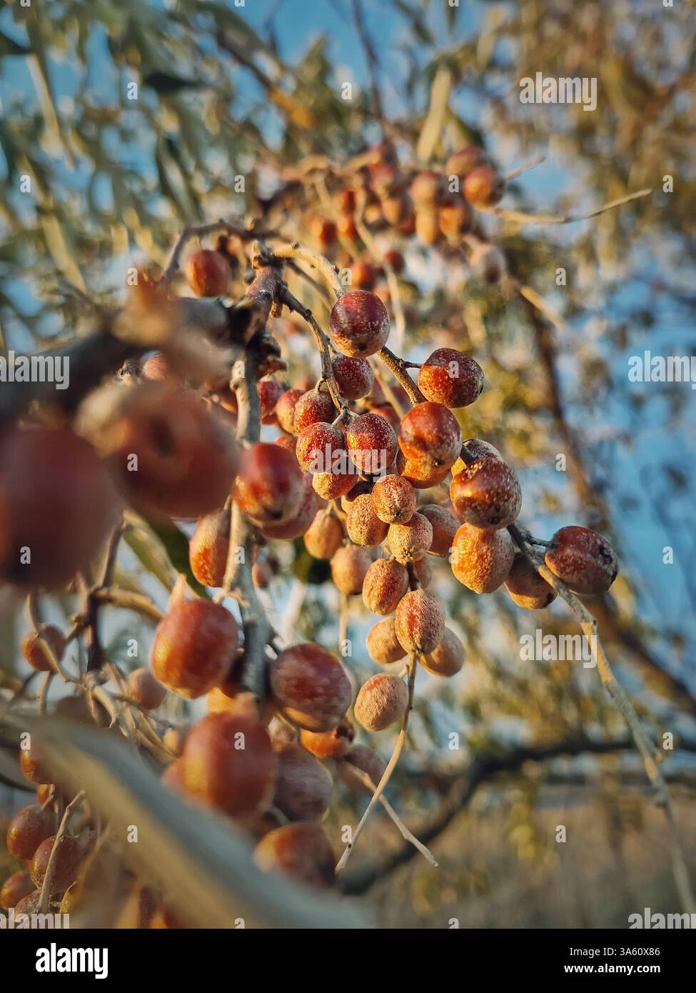 Oleaster-Zweig mit einem Haufen wilder Beeren. Elaeagnus angustifolia Nahaufnahme natürliche gesunde Früchte, die im Spätherbst Reifen. Russische Olive oder sil - Smartphone-aufgenommenes Stockfoto