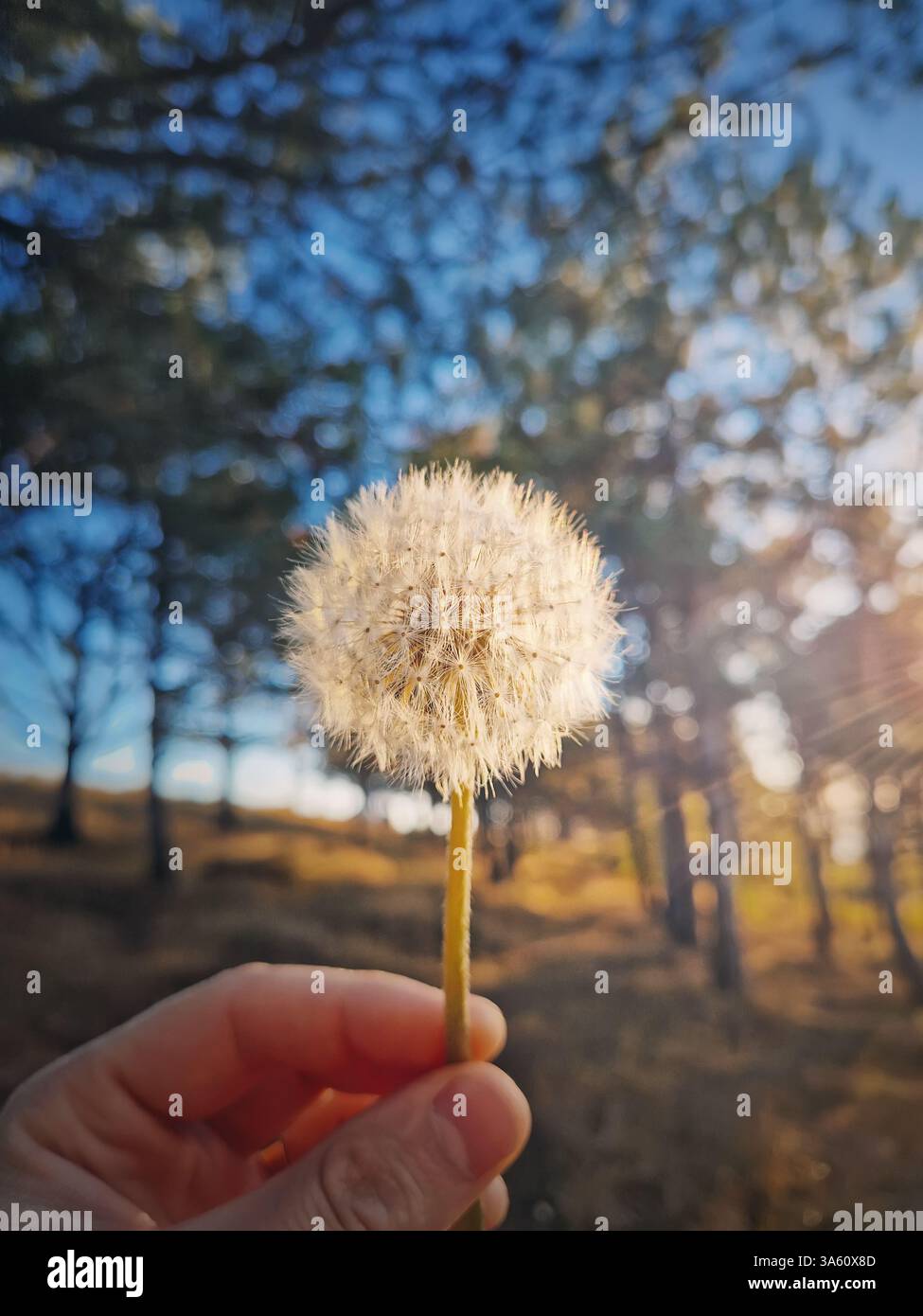 Männliche Hand, die einen Löwenzahnball gegen die Sonne im Wald hält. Natürlicher Hintergrund mit Sonnenschein durch die Bäume Äste - Smartphone-aufgenommenes Stockfoto