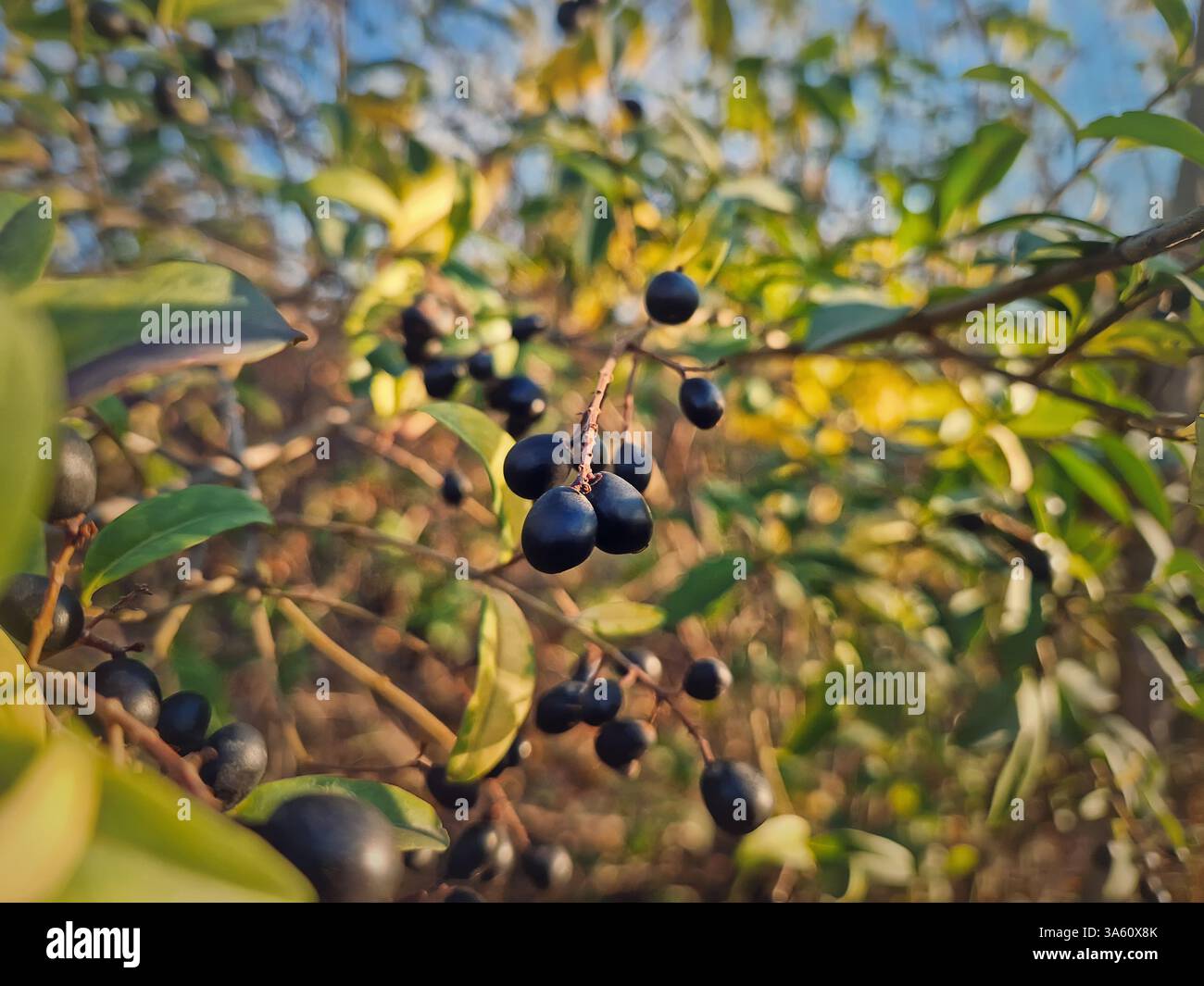 Schwarze Beeren in wilden Farben des Privet. Großaufnahme Ligustrum vulgare giftige Buschfrüchte Stockfoto