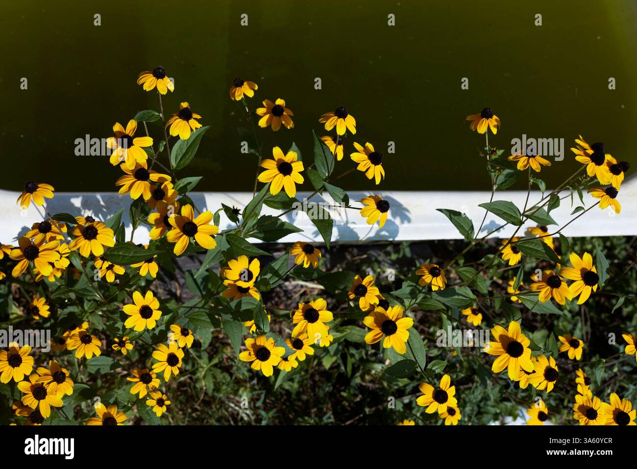 Gelbblühende Rudbeckias, die am Rand einer Badewanne oder eines dunkelgrünen Wasserbeckens wachsen. Stockfoto
