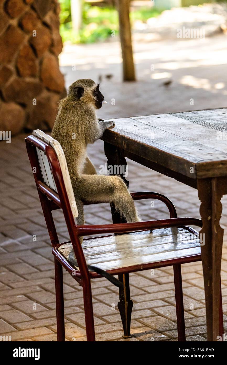 Ein Vervet-Monkey, der anscheinend darauf wartet, in einem Café an einem Picknickplatz im Krüger-Nationalpark serviert zu werden, Stockfoto