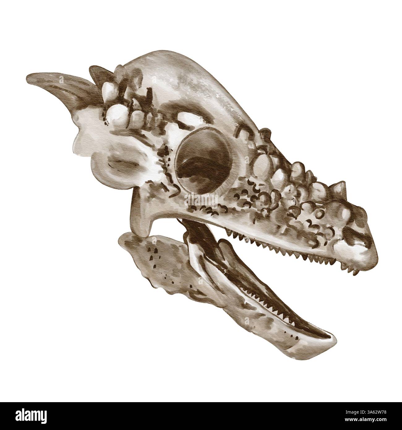 Pachycephalosaurus-Dinosaurierschädel. Dinosaurierskelett. Schwarzweiß. Aquarellabbildung isoliert vom Hintergrund. Prähistorisches Fossil. Handgezeichnet. Stockfoto