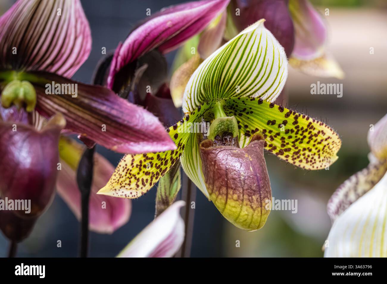 Paphiopedilum (Lady Slipper oder Venus Slipper) Orchideen im Fuqua Orchid Center des Atlanta Botanical Garden in Midtown Atlanta, Georgia. (USA) Stockfoto