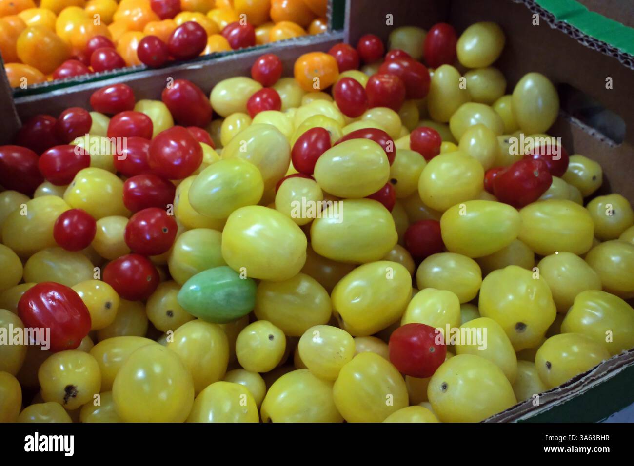 Hintergrund mit langer Tomatenstruktur. Frische kleine rote und gelbe Kirschtomaten, Mini-Bio-Cocktail-Tomatenmischung von oben Stockfoto