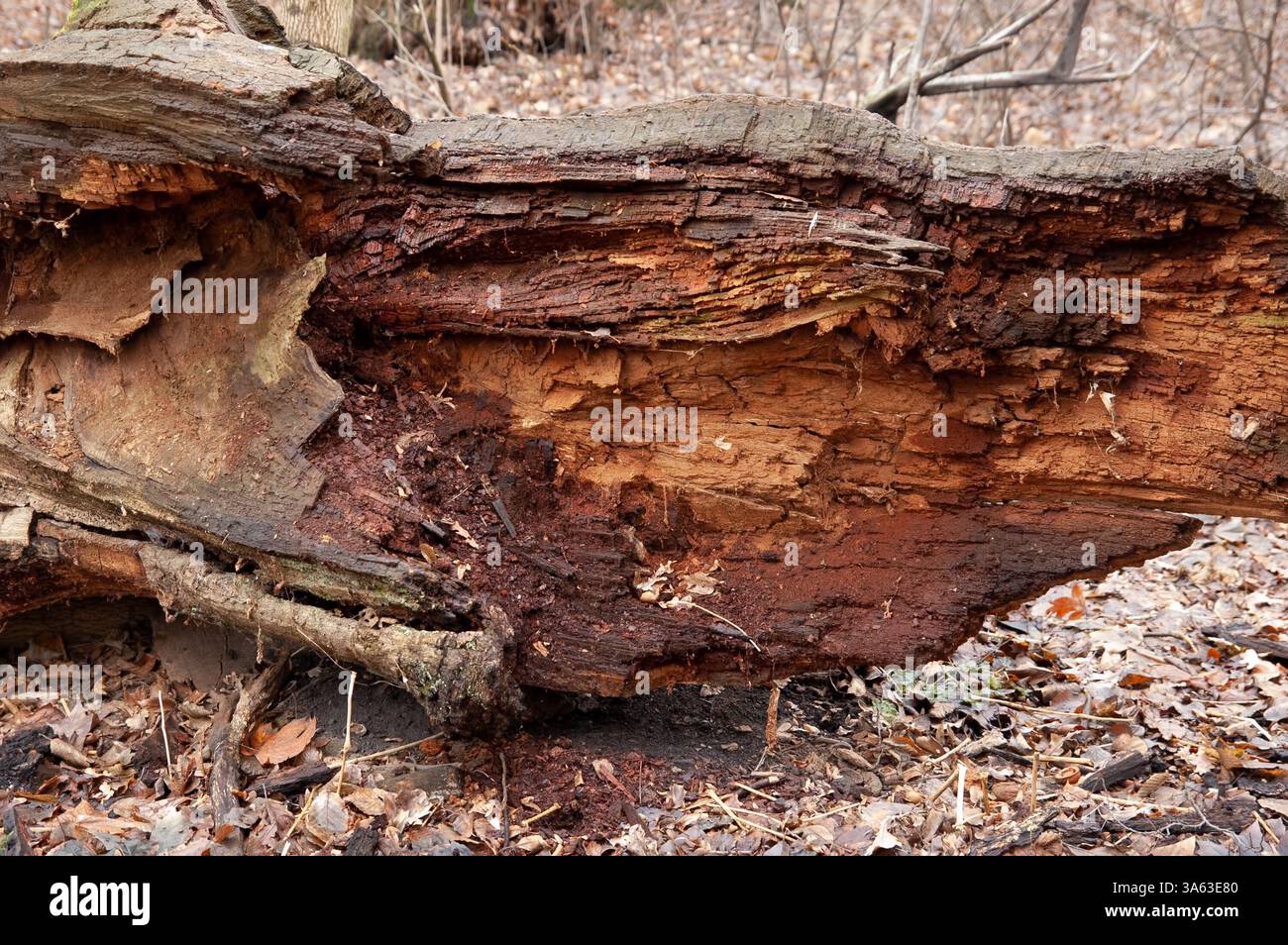 Ein alter, verfaulter Baumstamm im Herbstwald. Stockfoto
