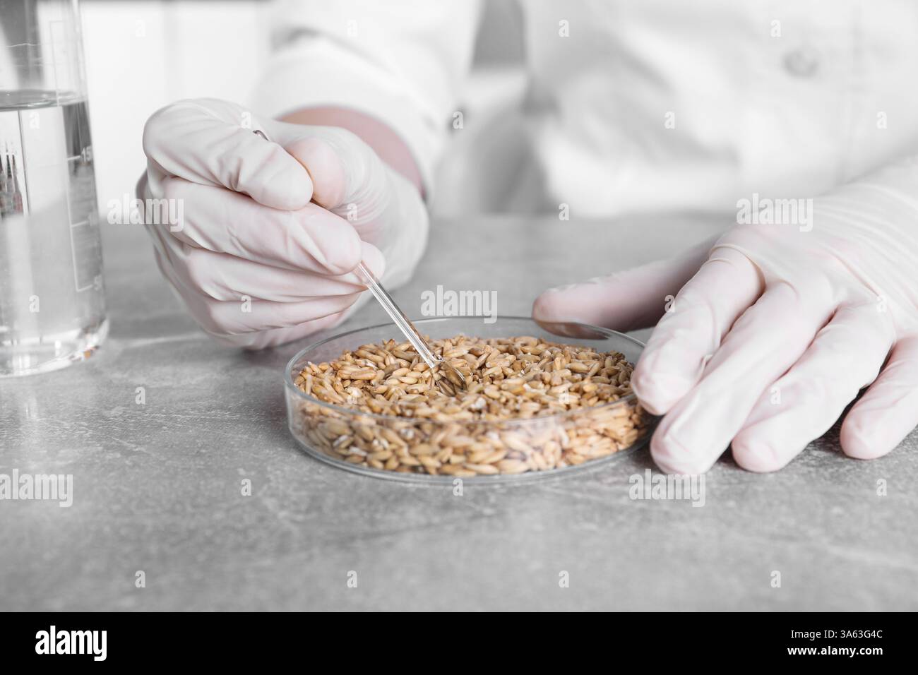 Labortests. Wissenschaftler arbeiten mit Getreideproben am grauen Tisch drinnen, Nahaufnahme Stockfoto