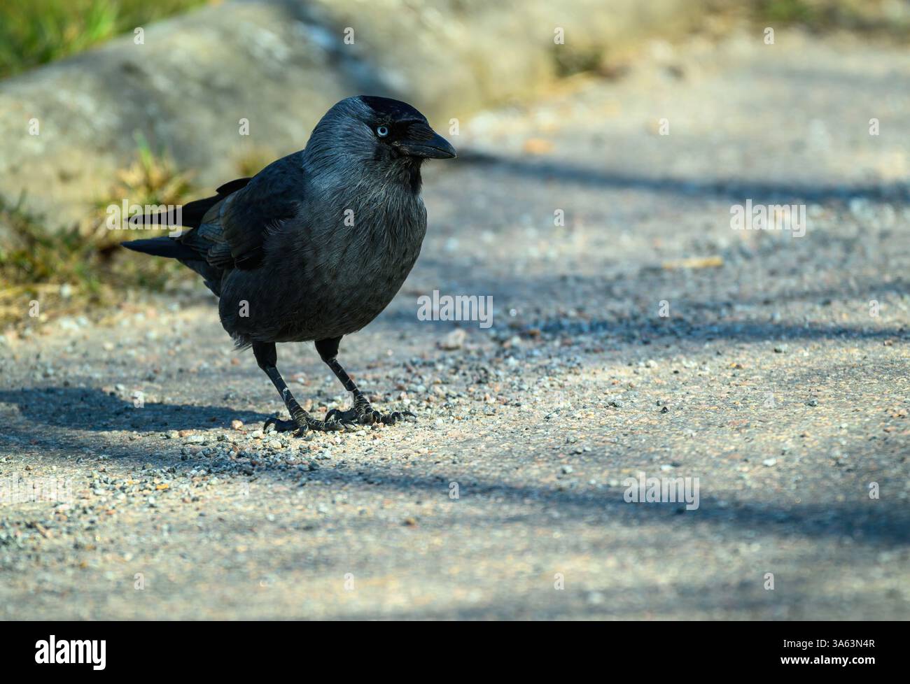 Ein schwarz bedeckter westlicher Jackdaw Vogel mit grauen Flügeln wird in Ruhe über einen Sandbereich spazieren gesehen. Die Sonne scheint hell und erzeugt Schatten auf dem Stockfoto