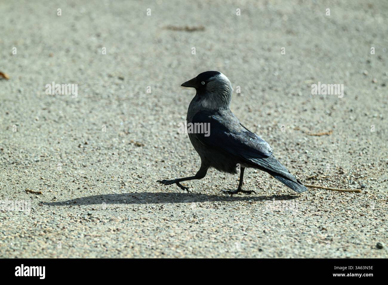 Ein schwarz bedeckter westlicher Jackdaw Vogel mit grauen Flügeln wird in Ruhe über einen Sandbereich spazieren gesehen. Die Sonne scheint hell und erzeugt Schatten auf dem Stockfoto