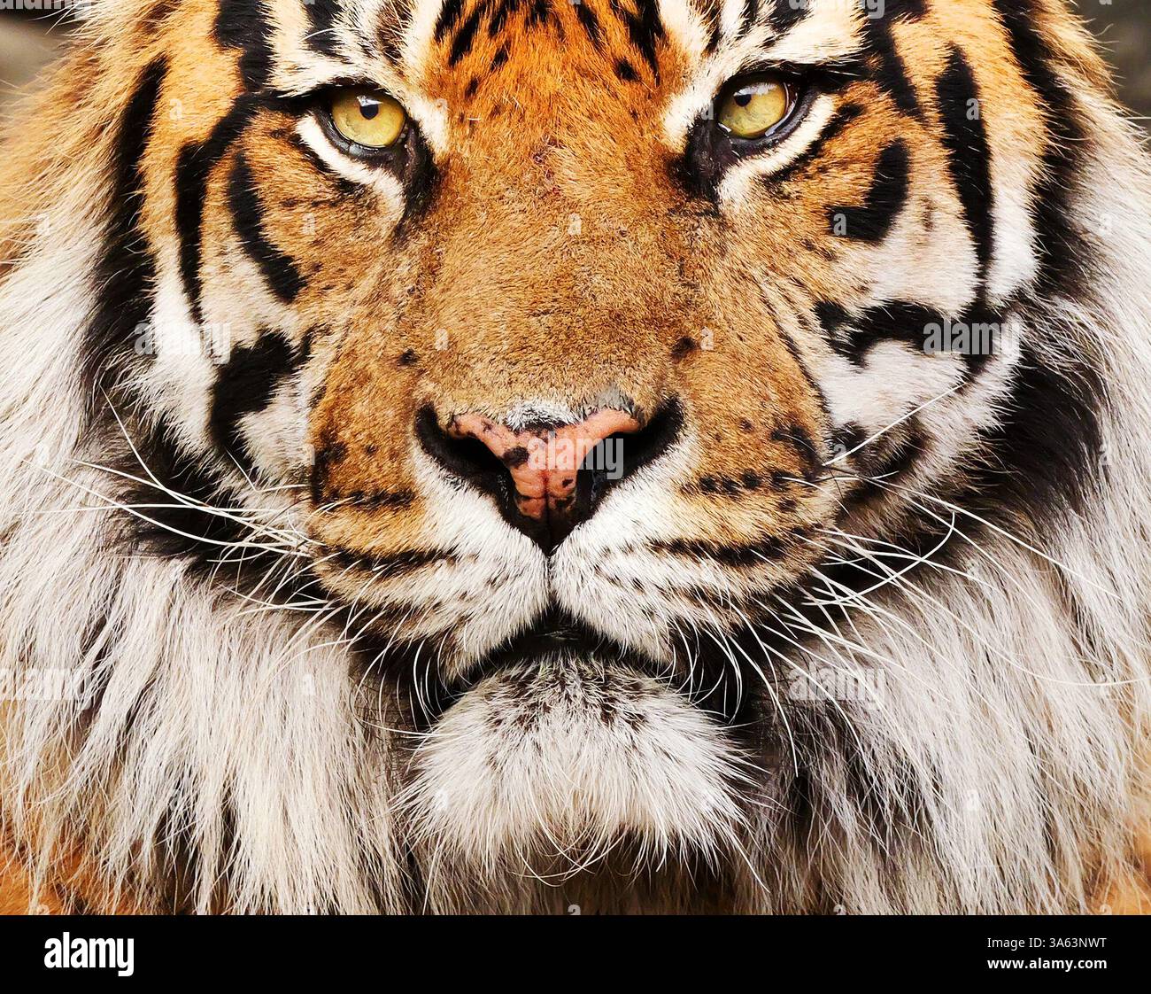 Berlin, Deutschland. März 2025. 23.03.2025, Berlin. Sumatra Tiger Jae Jae steht in seinem Gehege im Berliner Tierpark. Der männliche Tiger wurde 2008 in San Francisco in den USA geboren und kam 2022 aus dem Parc des Félins nach Berlin. Sumatra-Tiger sind eine seltene Tiger-Unterart und vom Aussterben bedroht. Auf der indonesischen Insel Sumatra gibt es nur noch wenige Hundert in freier Wildbahn. Kredit: Wolfram Steinberg/dpa Kredit: Wolfram Steinberg/dpa/Alamy Live News Stockfoto