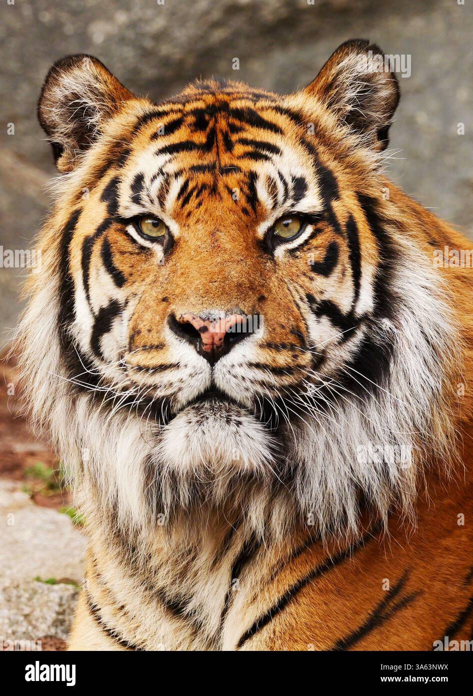 Berlin, Deutschland. März 2025. 23.03.2025, Berlin. Sumatra Tiger Jae Jae steht in seinem Gehege im Berliner Tierpark. Der männliche Tiger wurde 2008 in San Francisco in den USA geboren und kam 2022 aus dem Parc des Félins nach Berlin. Sumatra-Tiger sind eine seltene Tiger-Unterart und vom Aussterben bedroht. Auf der indonesischen Insel Sumatra gibt es nur noch wenige Hundert in freier Wildbahn. Kredit: Wolfram Steinberg/dpa Kredit: Wolfram Steinberg/dpa/Alamy Live News Stockfoto