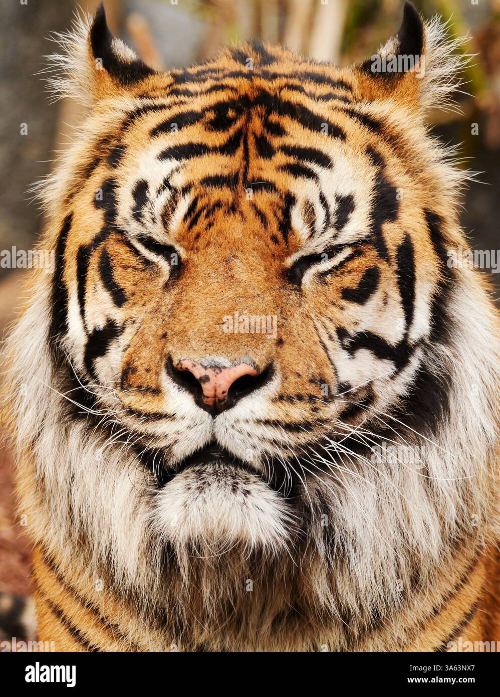 Berlin, Deutschland. März 2025. 23.03.2025, Berlin. Sumatra Tiger Jae Jae steht mit geschlossenen Augen in seinem Gehege im Berliner Tierpark. Der männliche Tiger wurde 2008 in San Francisco in den USA geboren und kam 2022 aus dem Parc des Félins nach Berlin. Sumatra-Tiger sind eine seltene Tiger-Unterart und vom Aussterben bedroht. Auf der indonesischen Insel Sumatra gibt es nur noch wenige Hundert in freier Wildbahn. Kredit: Wolfram Steinberg/dpa Kredit: Wolfram Steinberg/dpa/Alamy Live News Stockfoto