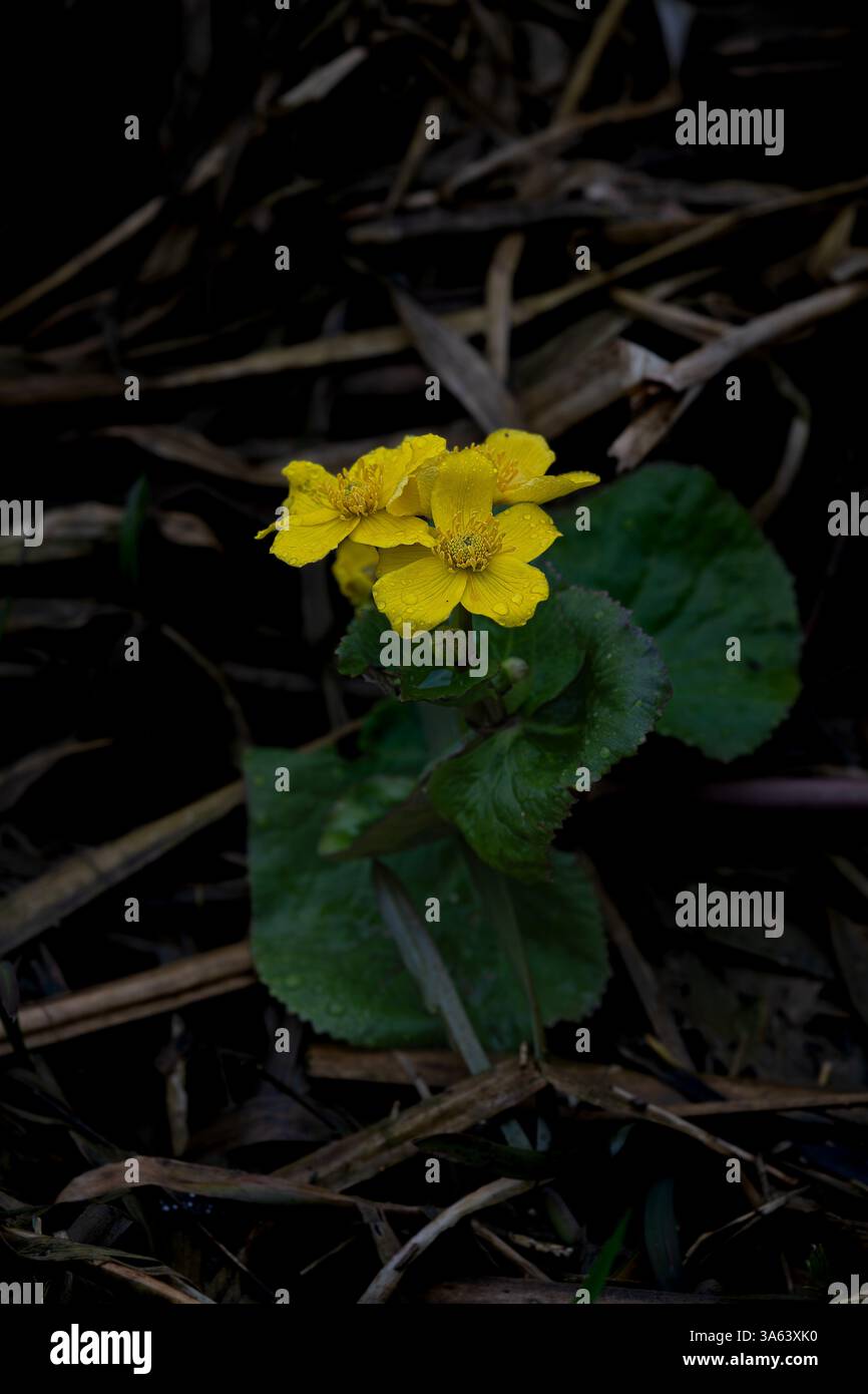 Marsh Marigold Caltha palustris wurde am Rand des Flusses Welland in Lincolnshire gefunden. Stockfoto