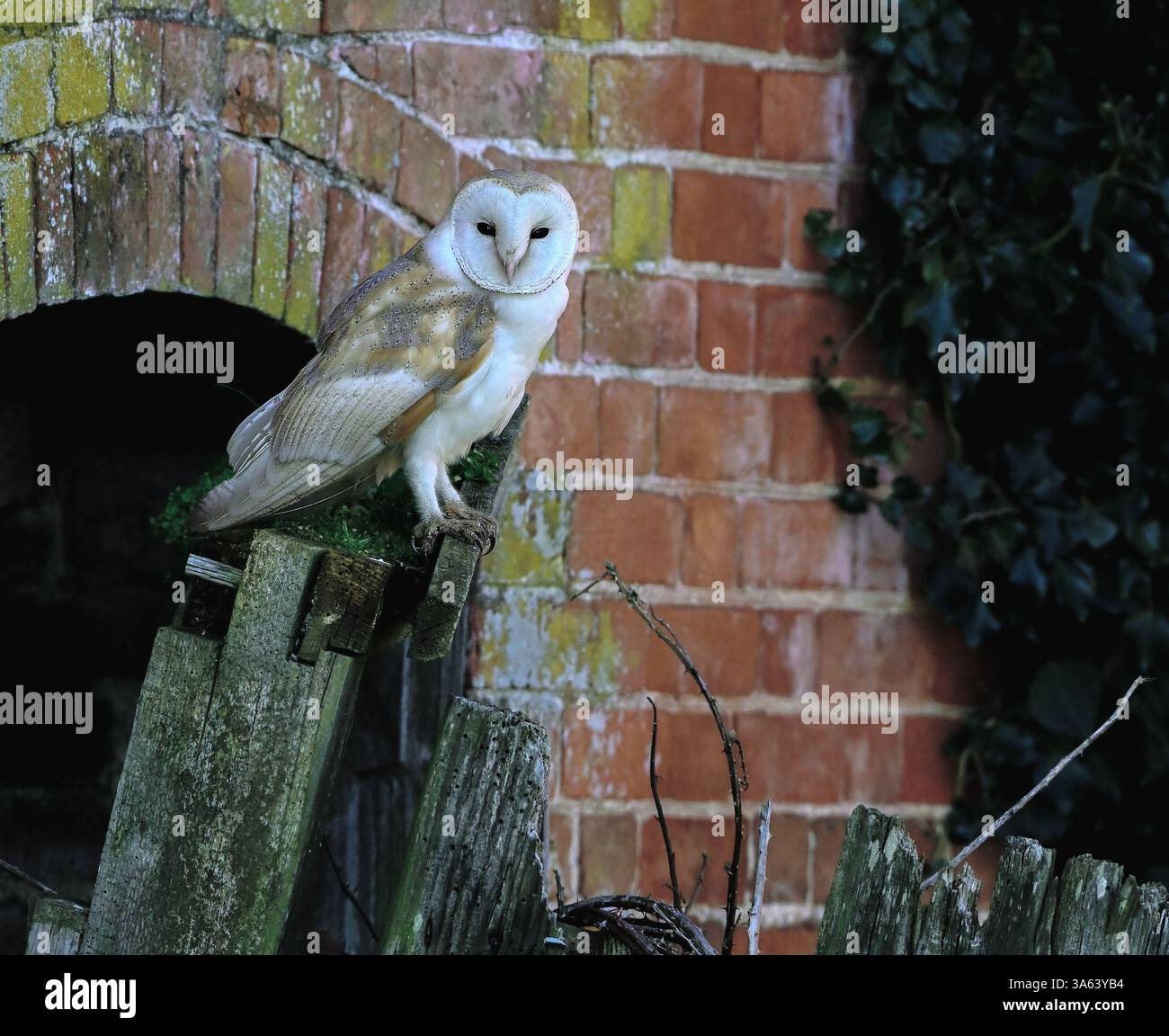 Scheuneneule Tyto alba, die in hellem Sonnenschein auf einer alten Scheunentür sitzt. North Norfolk, Großbritannien Stockfoto