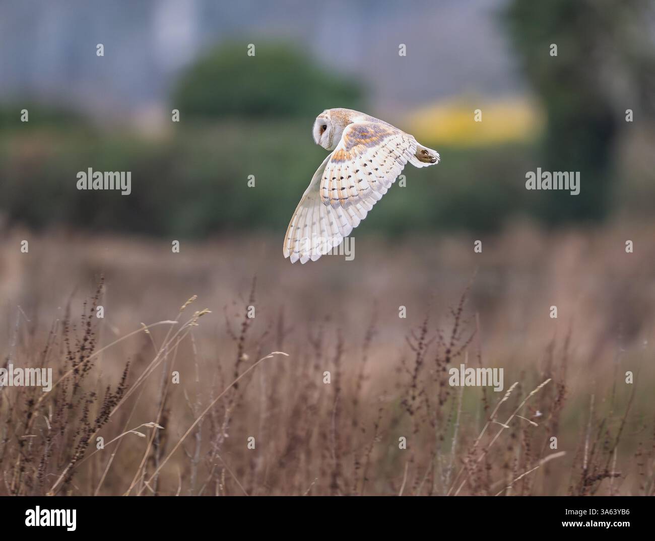 Scheuneneule (Tyto alba) jagen bei Tageslicht über Ackerland in North Norfolk, Großbritannien Stockfoto