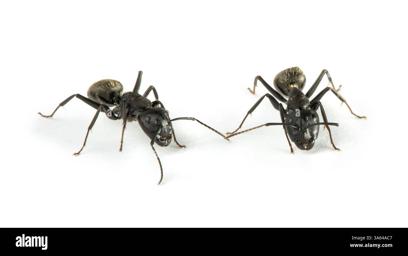 Schwarze Ameisen weiß isoliert Studio gedreht Stockfoto