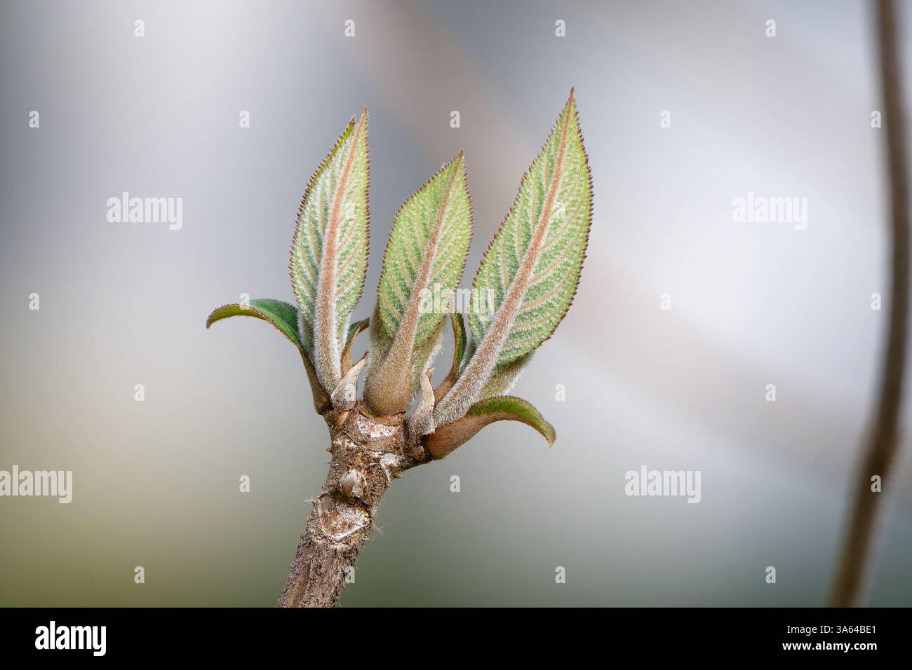 Detaillierte Nahaufnahme von jungen Blättern aus einer Knospe einer samtigen Hortensie Hydrangea aspera in einem kölner Park Ende märz Stockfoto