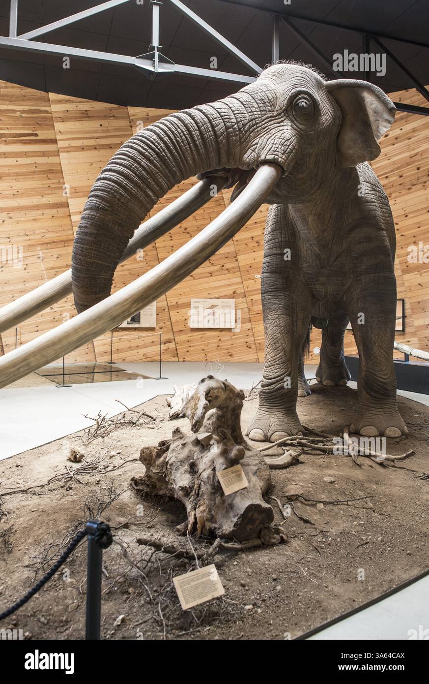 Modell des Mastodon in Realgröße Stockfoto