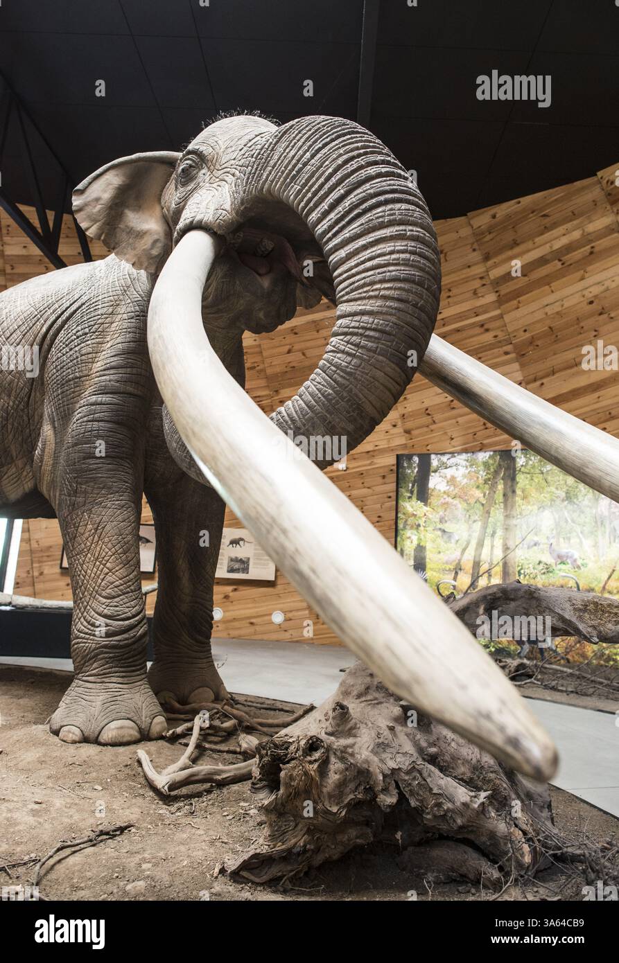 Modell des Mastodon in Realgröße Stockfoto