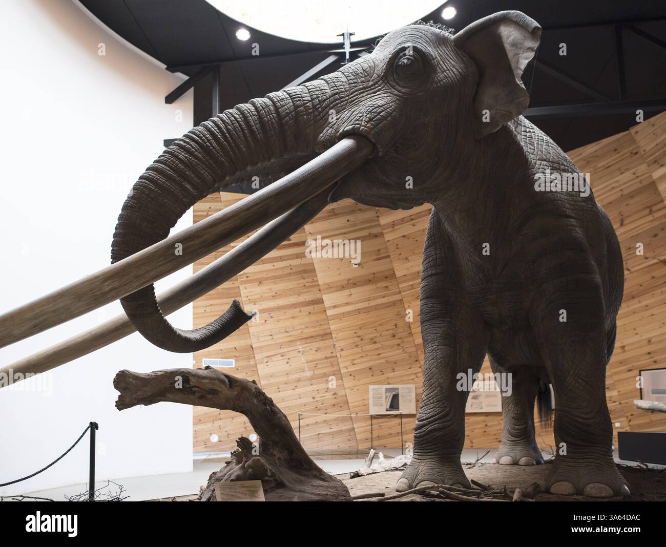Modell des Mastodon in Realgröße Stockfoto