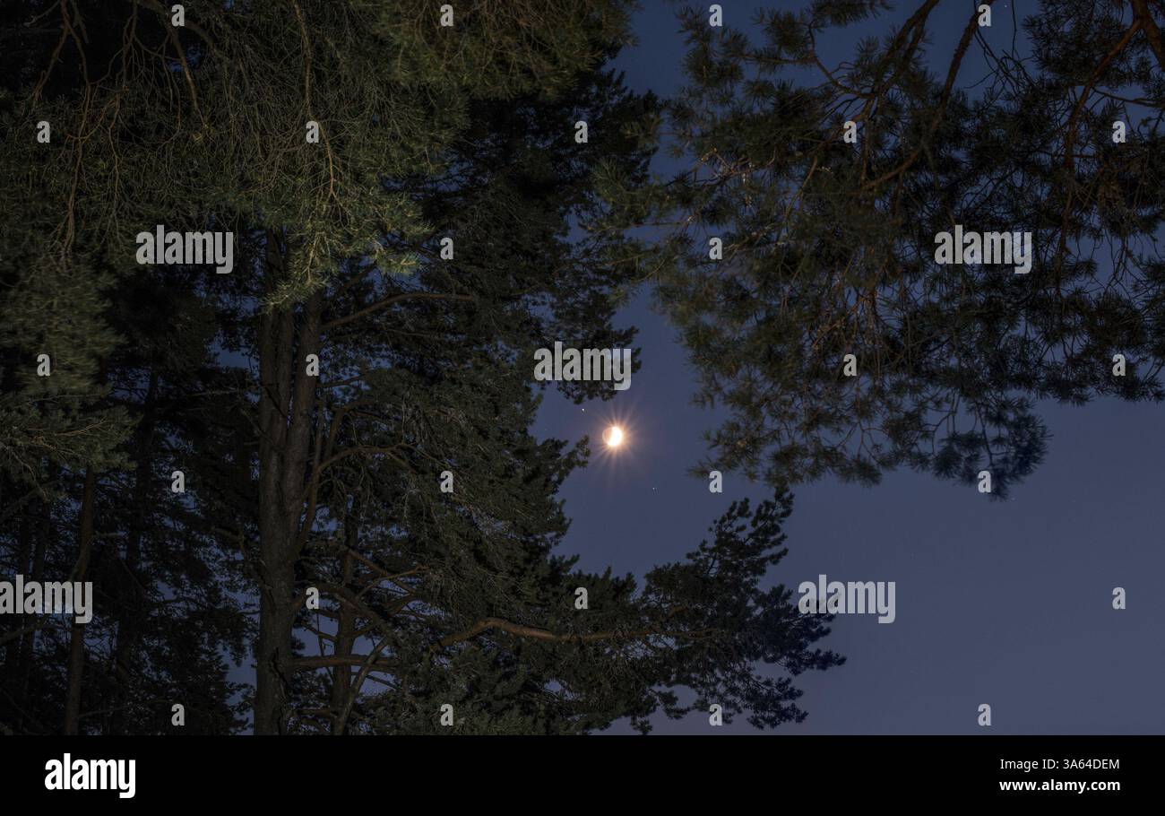 Nächtlicher Himmel und Bäume. Vertikale Perspektive Stockfoto