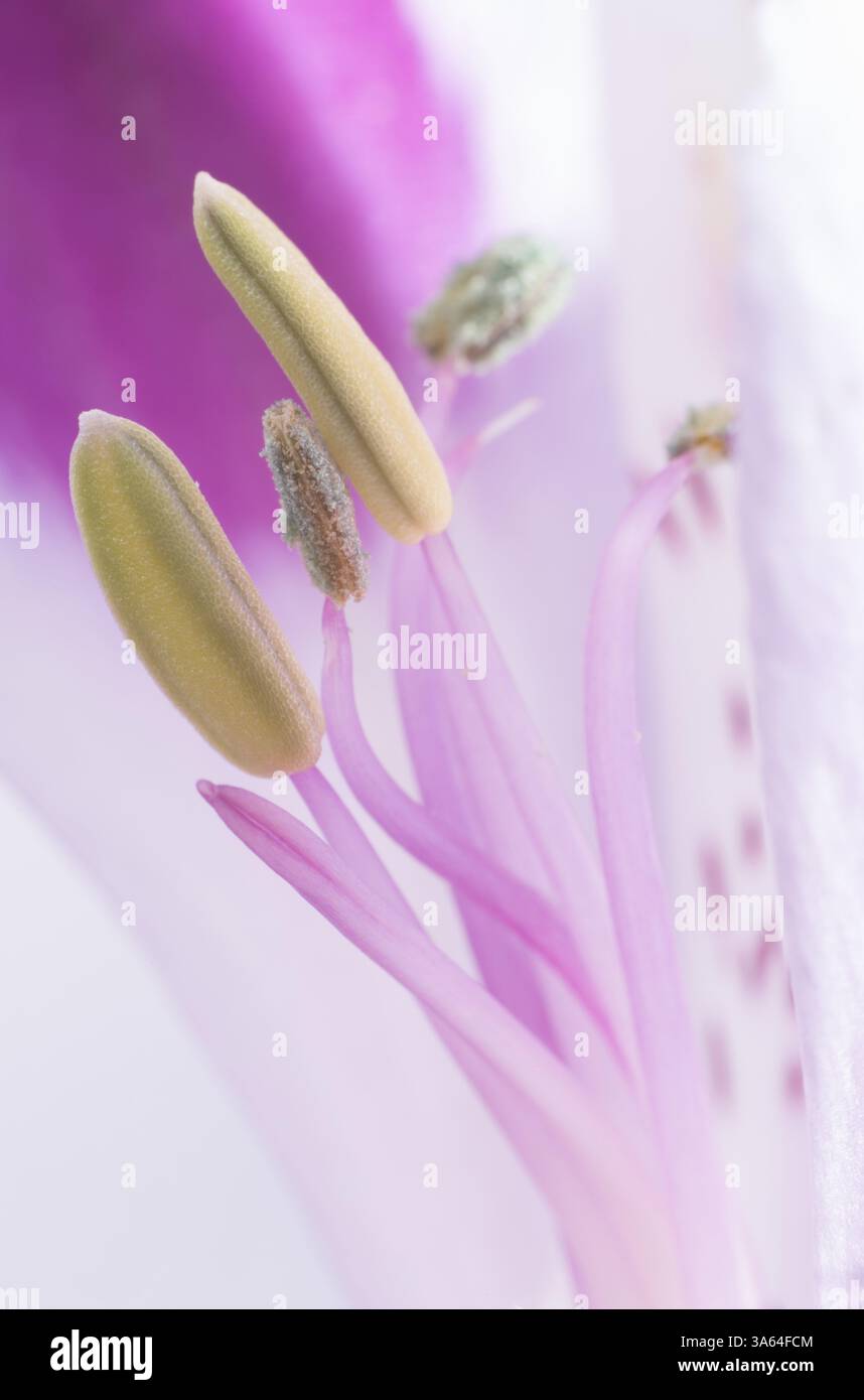 Makroschuss Blumenblüte Stockfoto