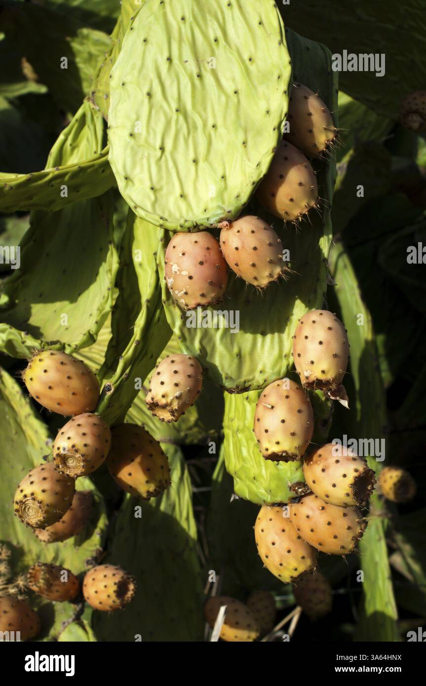 Kaktus Frucht. Reife Kaktus Früchte Stockfoto