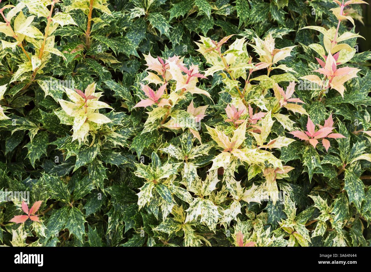 Nahaufnahme von Osmanthus heterophyllus 'Goshiki' - False Stechpalme verlässt im Spätsommer. Stockfoto