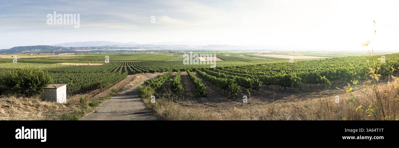 Weinberge auf dem Hügel bei Sonnenuntergang. Panorama Stockfoto