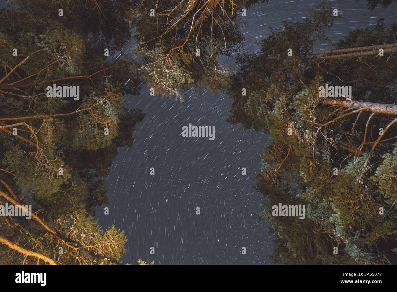 Nächtlicher Himmel und Bäume. Vertikale Perspektive Stockfoto