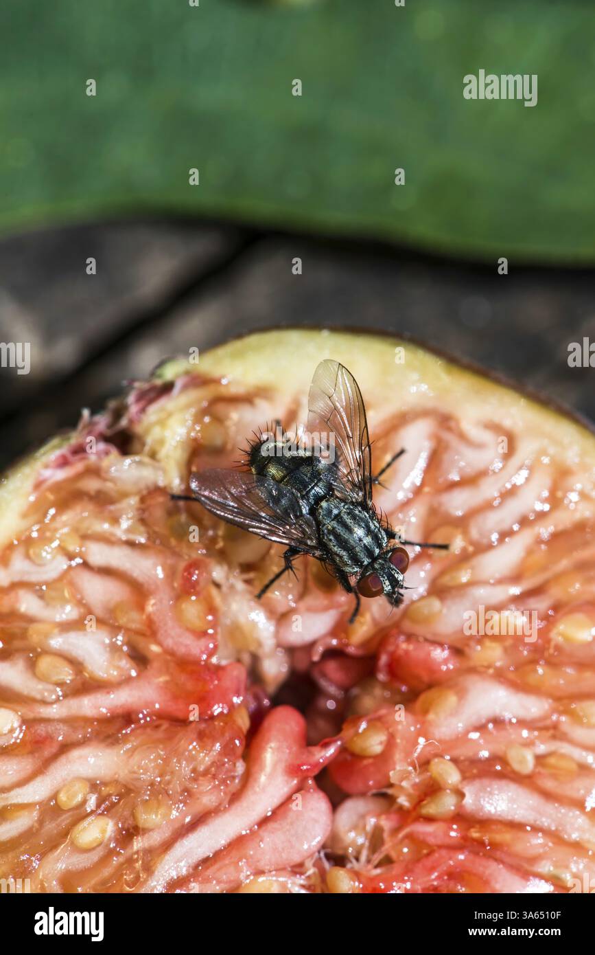 Fliegen Sie Insekt auf Abb.. Tägliches Licht Stockfoto