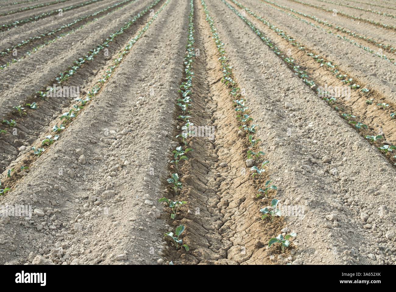 Kleine bepflanzte Kohl in Reihe. Jungpflanzen Stockfoto