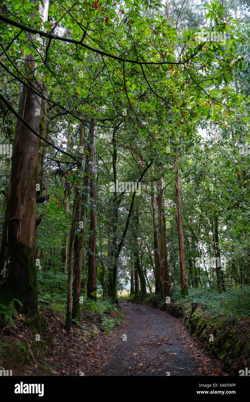 Feuchte Wälder am französischen Jakobsweg in Galicien, Spanien. Stockfoto