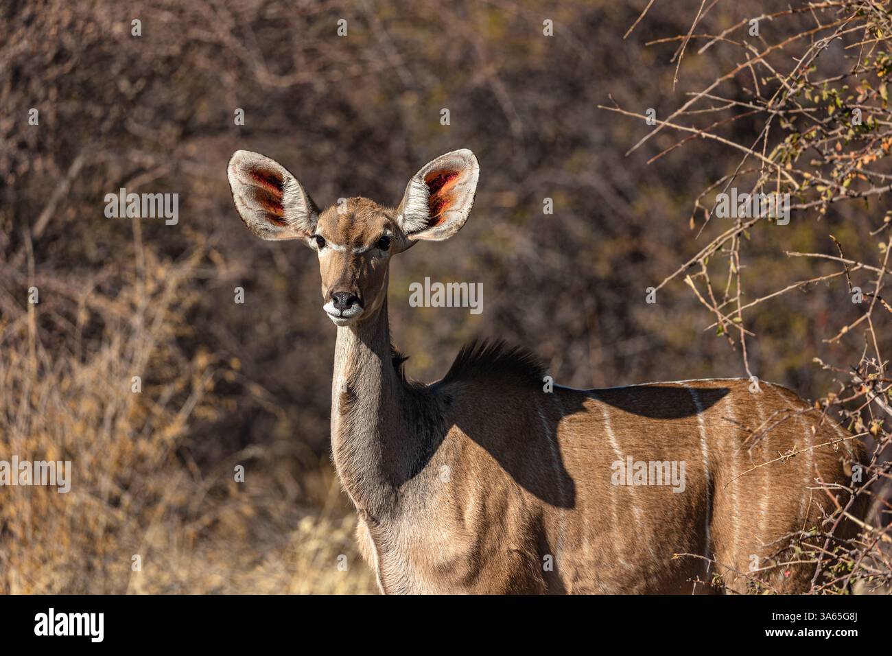 Porträt einer größeren Kudu (Tragelaphus strepsiceros), die wachsam aus dem Busch im Etosha Nationalpark blickt Stockfoto