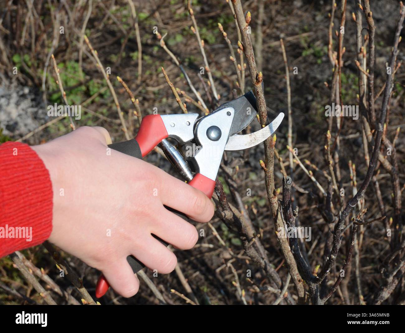 Schneiden Sie Schwarze Johannisbeeren. Die ideale Zeit, um schwarze Johannisbeeren zu beschneiden, ist der Spätwinter bis Anfang Frühling, insbesondere von Februar bis März. Stockfoto