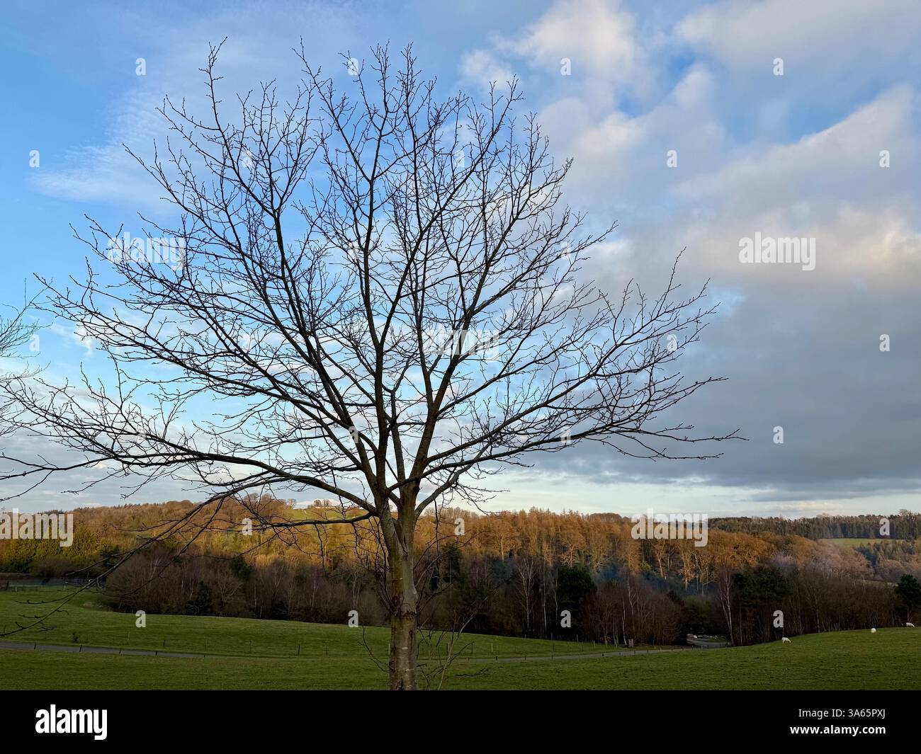 Cricket St Thomas House, Estate and Hotel, Chard, Somerset - Smartphone-aufgenommenes Stockfoto