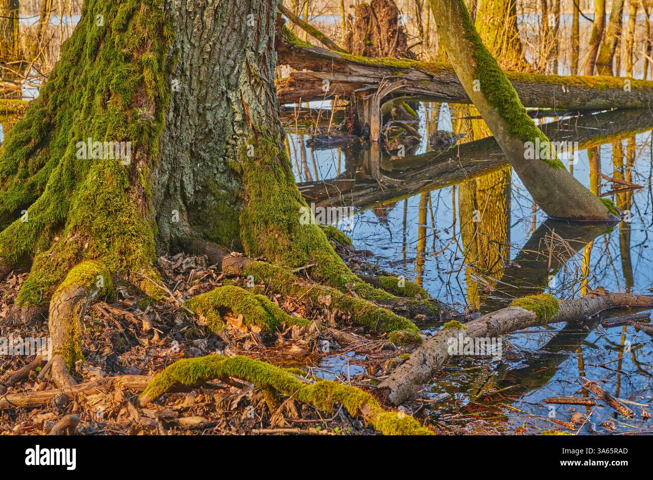 Moosbaumwurzelsystem in einem ruhigen Waldfeuchtgebiet. Üppiges Moosbewuchs schmückt die weitläufigen Baumwurzeln in einem ruhigen Waldfeuchtgebiet, das sich reflektiert Stockfoto
