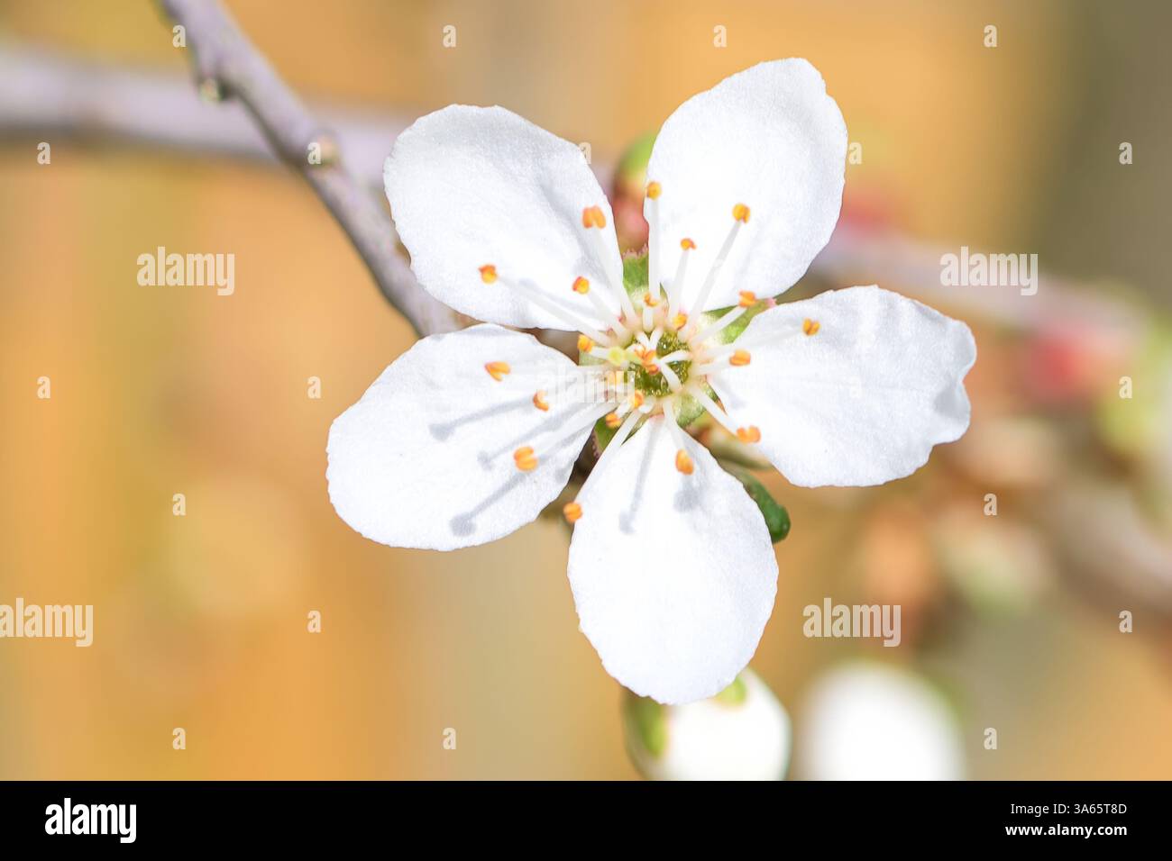 Schöne Nahaufnahme einer weißen Blume, die auf einem Zweig blüht und zarte Blütenblätter und natürliche Schönheit mit einem sanft verschwommenen Hintergrund zeigt, Frühling Stockfoto