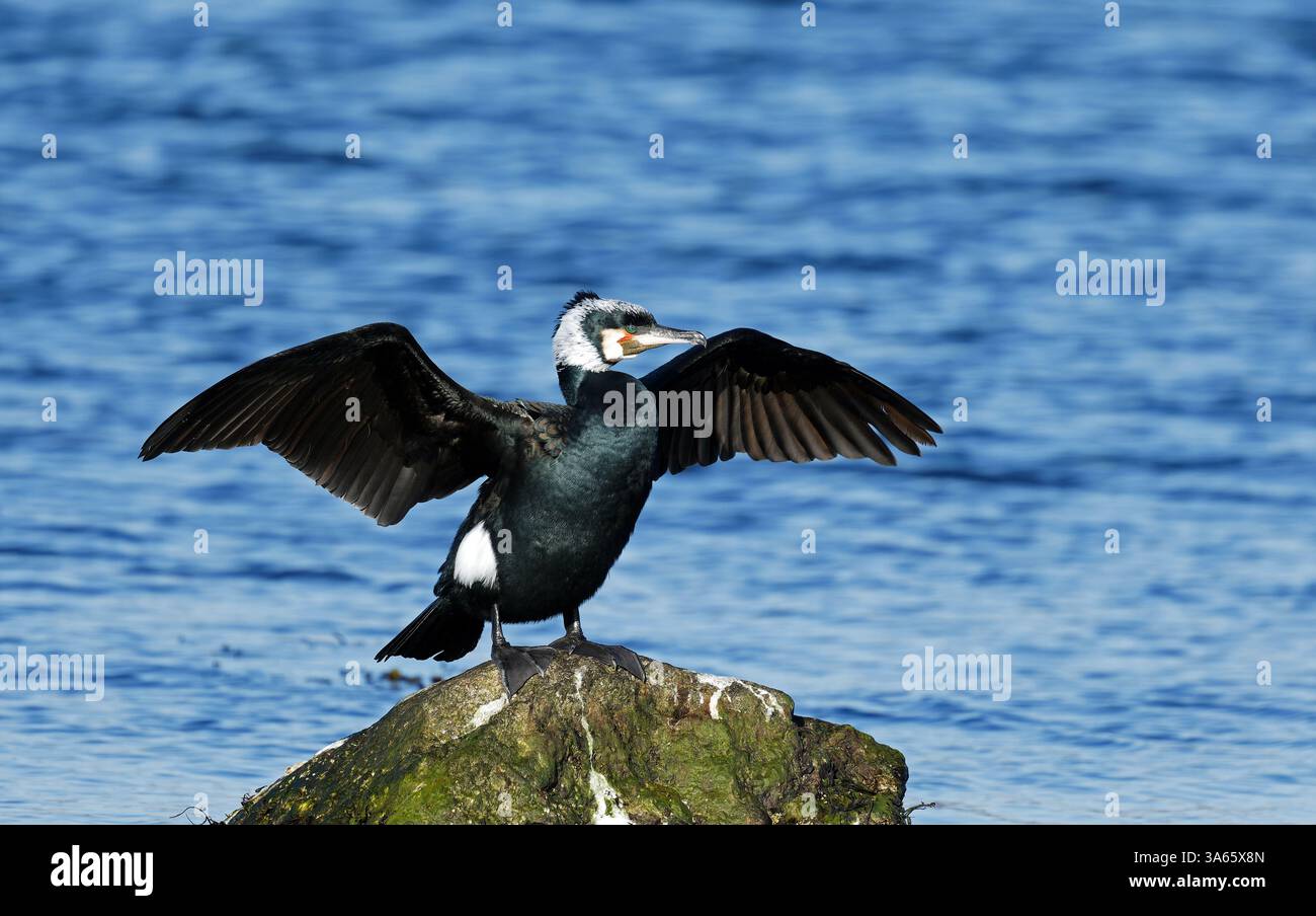 Großer Kormoran im Zuchtgefieder auf Felsen mit erhobenen Flügeln Stockfoto