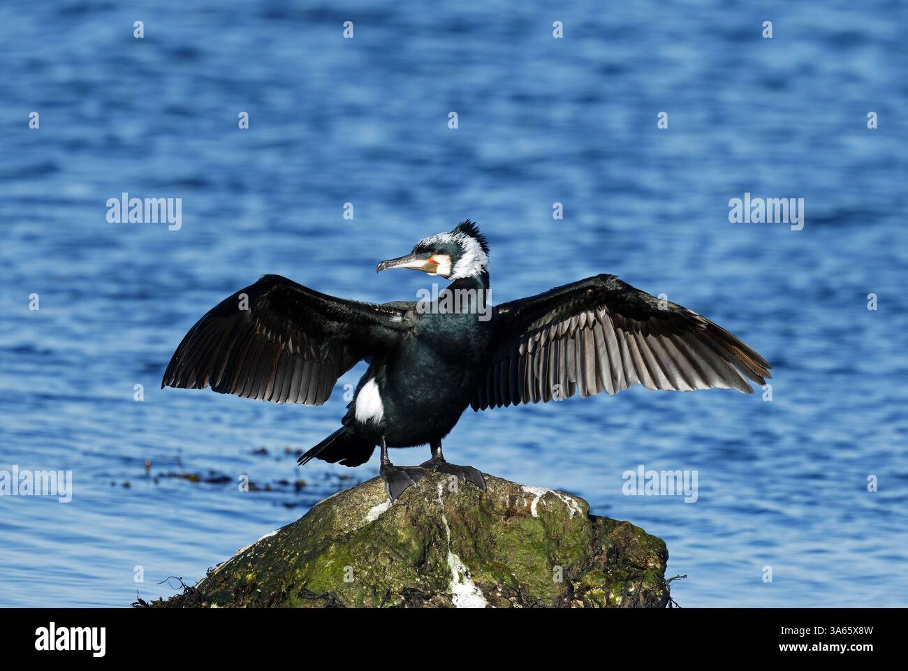 Großer Kormoran im Zuchtgefieder auf Felsen mit erhobenen Flügeln Stockfoto