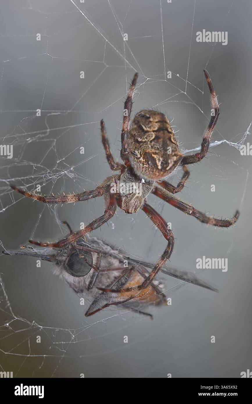 Eine Spinnenkugel mit einer Marschfliege, die im Netz gefangen wurde. Stockfoto